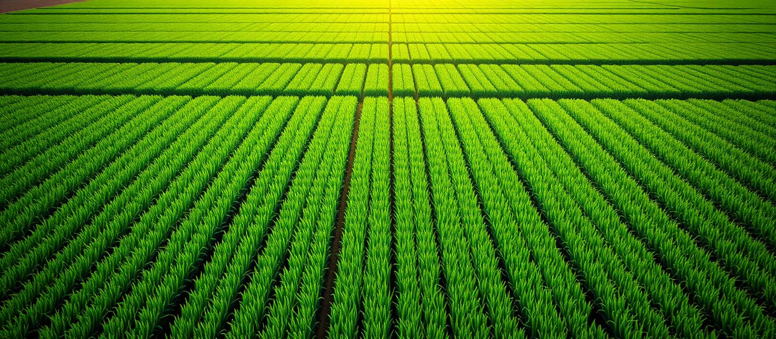 Healthy crop fields